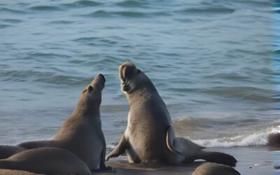 The Elephant Seals of the Bay