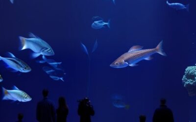 Dive In With The Bay Area’s Marine Life!