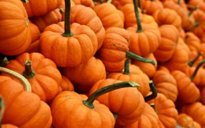 It’s Pumpkin Season