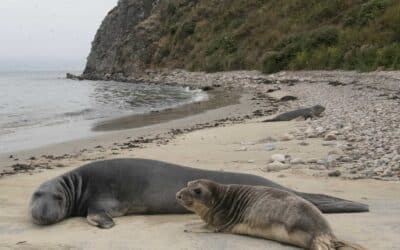 Elephant Seals are Back!